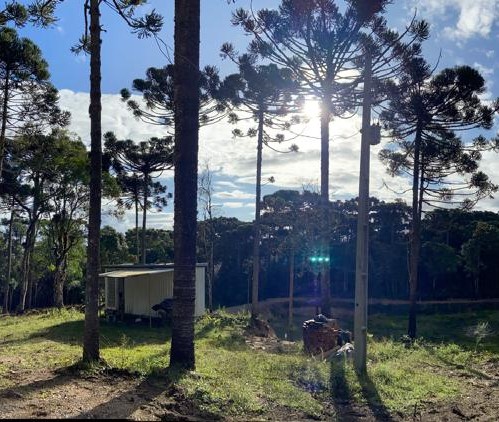 Vista da parte de trás de uma casa circundada por árvores de grande porte, principalmente pinheiros